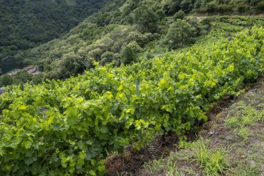Landscape of vineyards in the Ribeira Sacra on a cloudy day. Galicia, Spain. clipart