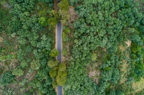 Dron hava görüntüsü meşe ağaçlarının arasındaki bir dağda yol.