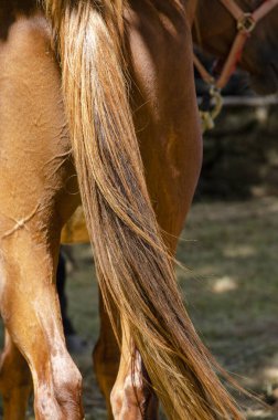 Bir atın kuyruğunun ayrıntıları, Portekiz