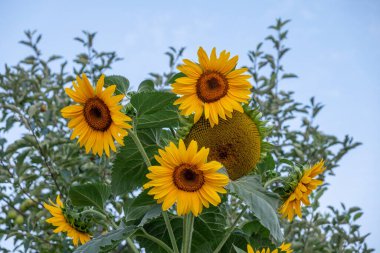 Several sunflowers on a summer's day, blue sky clipart