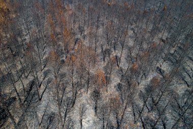 Yangından sonra yanan ormanın havadan görünüşü. Yanmış köknar ve çam ağaçları. Drone fotoğrafı.