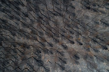 Burnt trees after a forest fire aerial view of burnt pine forest, consequences of forest fires. Ecology problems clipart