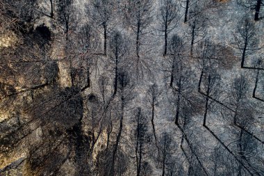 Aerial view of burnt forest after the fire. Burned fir and pine trees. Overhead View of Tree tops. Drone photo. clipart