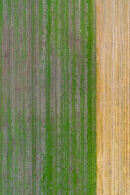 İHA 'nın sarı ve yeşil acı tarlaları görüntüsü, İspanya