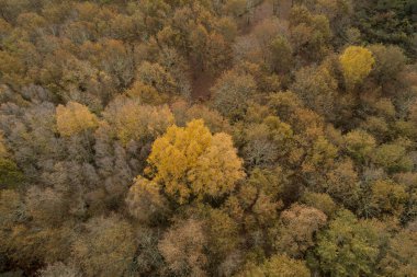 İspanya 'nın Galiçya kentindeki otonom bir ormanın insansız hava aracı görüntüsü..