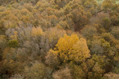 A drone aerial photo of an autochthonous forest in Galicia, Spain. clipart