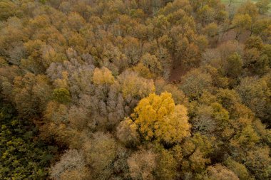 aerial view with drone of an autochthonous Galician forest, Spain. clipart