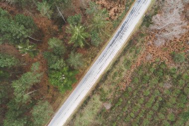 Bir yol ve çam ormanının havadan görünüşü