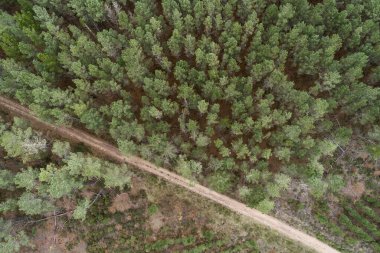 Çam ormanındaki toprak bir yolun insansız hava aracı görüntüsü.