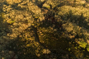 Kışın bir meşe ormanının havadan görünüşü