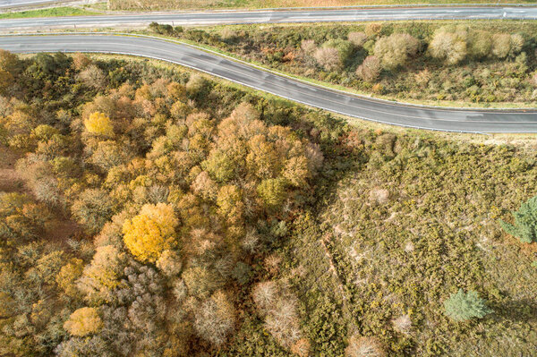 Drone aerial view of a road and an oak forest in the autumn