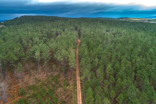 drone aerial view of a conifer forest