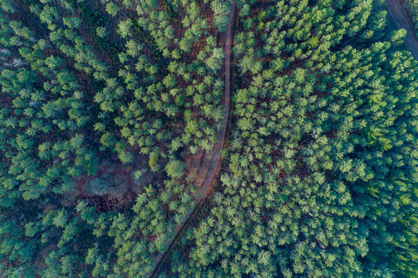 pine forest in winter time overhead aerial view with drone