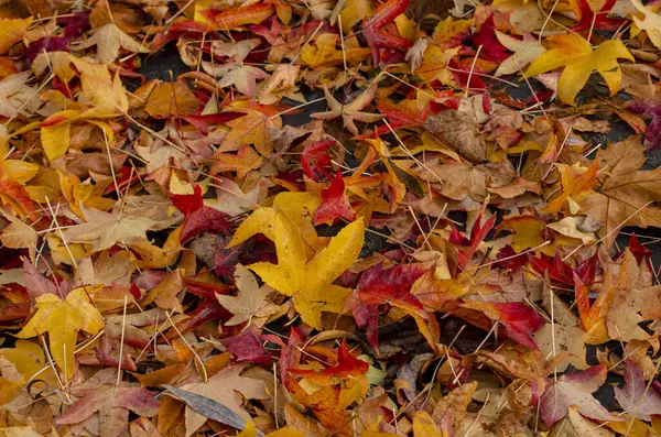 selective focus, fallen tree leaves on the ground in fall