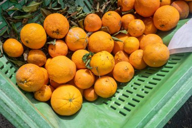 Yeşil bir kutuda organik yetişmiş portakallar.