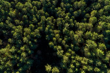 Zenital hava aracı alacakaranlıkta bir çam ormanının görüntüsü