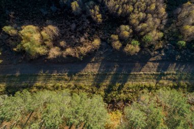 Çam tarlasında bir patikanın insansız hava aracı görüntüsü