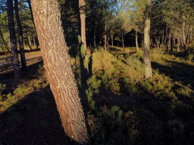 Gün batımında çam ağacı manzarası