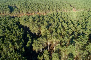 Büyük bir çam ağacının insansız hava görüntüsü