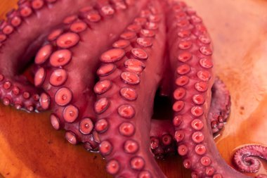 ahtapot dokunaçları Galiçya usulü pişirilmiş, pulpo a feira
