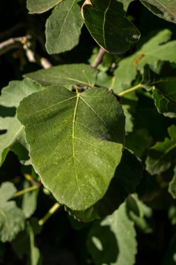 İncir ağacının yaprağının ayrıntıları