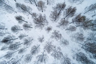 aerial view of a snowy burned pine forest clipart