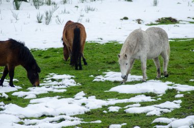 indigenous horses from the north of Portugal called garranos grazing in a snowy meadow clipart