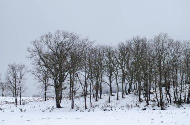 Karlı bir arazide ıssız meşe ağaçları.
