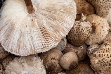 Taze toplanmış mantar yığını, makrolepiota procera