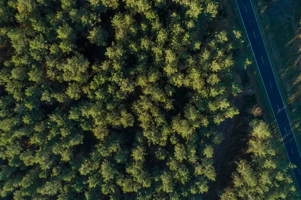 drone aerial view of a road in a pine forest