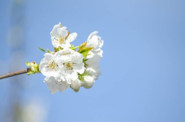 İlkbaharda bir armut ağacının çiçeklerinin makro görüntüsü