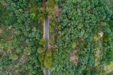 Dron hava görüntüsü meşe ağaçlarının arasındaki bir dağda yol.