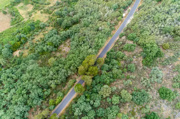 drone aerial top view of a mountain road among oak trees