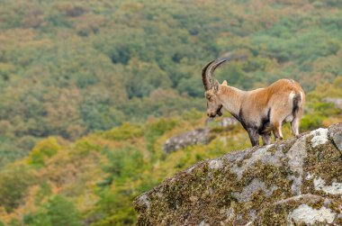 Park Nacional da Peneda-Geres 'deki vahşi dağ keçisi. Portekiz. Capra Pyrenaica