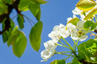 seçici odak, arka planda mavi gökyüzü olan ilkbaharda kiraz çiçeklerinin yakın plan görüntüsü