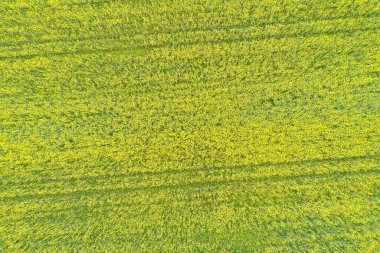 Kanola tarlası baharda çiçek açıyor. Yukarıdaki bir drondan görülüyor.