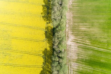 canola and wheat fields seen from a drone, aerial zenithal photo clipart