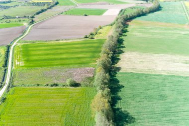 İHA 'dan görülen kolza tohumu ve buğday tarlaları, havadan zenital fotoğraf