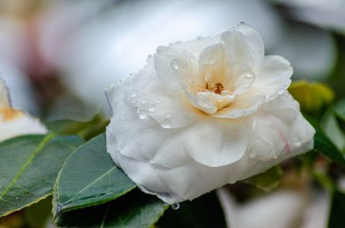 Su damlalı beyaz kamelya çiçeğinin yakın bir fotoğrafı, Kamelya oleiferası.