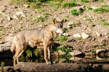 Canis lupus signatus. A Iberian wolf in the Iberian Wolf Center, Zamora, Spain. clipart