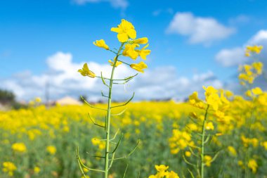 Mavi gökyüzüne karşı sarı kolza tohumu tarlası manzarası bulutlu arka plan. Çiçek açan kanola çiçekleri. Brassica Rapa
