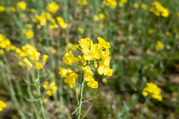 Zblízka Pohled Žlutou Řepku Kvetoucí Řepkové Pole — Stock fotografie