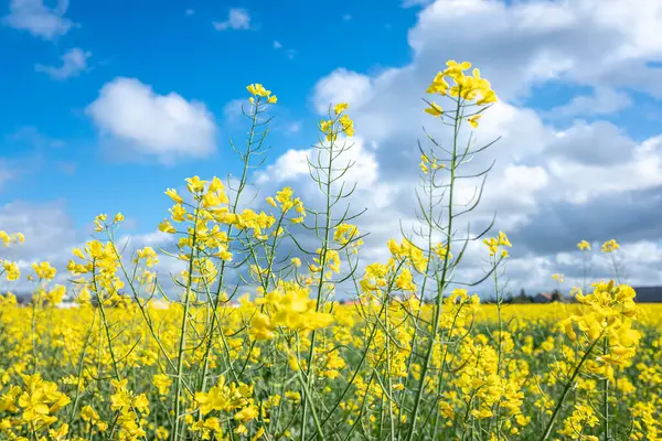Žluté Řepkové Pole Proti Modré Obloze Mraky Pozadí Kvetoucí Květy — Stock fotografie