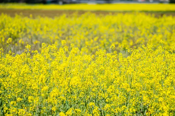 Campo Amarillo Durante Floración Colza Primavera — Foto de Stock