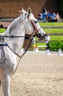 Bir at yarışında safkan bir atın portresi.