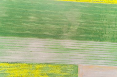 İlkbaharda kolza tohumu ve buğdayla işlenmiş tarım arazilerinin insansız hava görüntüsü.