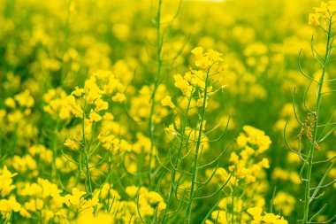 Kolza tohumu tarlası, baharda çiçek açan.