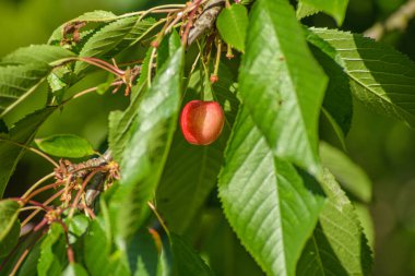 Kiraz ağacının dalında asılı kırmızı kiraz. Bahar zamanı meyvesi