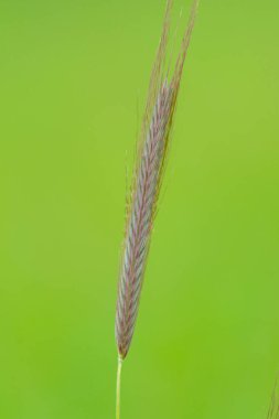 Yeşil arkaplanda izole edilmiş çavdar kulağı