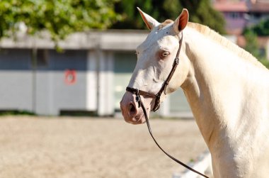 Beyaz safkan Lusitano atının portresi.